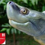 Photo of Burmese Roofed Turtle